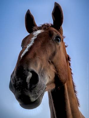 horse-5625922_1280.jpg