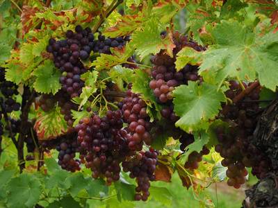 grapes-694183_1280.jpg